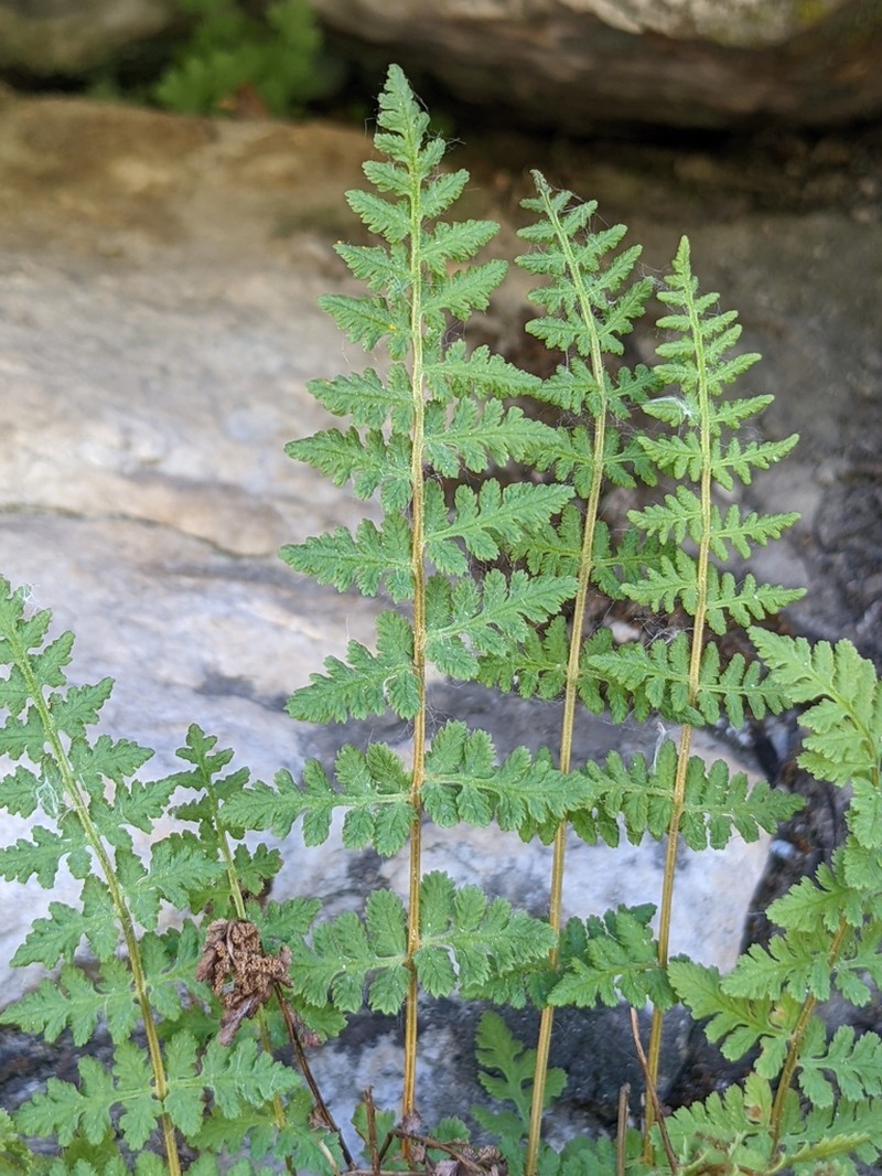 Oregon Cliff Fern photo 6