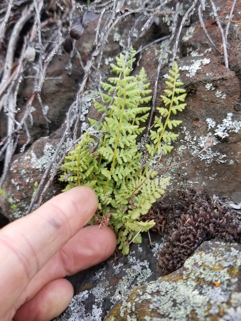 Oregon Cliff Fern photo 7