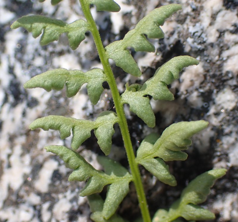 Oregon Cliff Fern photo 3
