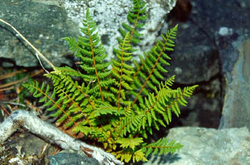 Oregon Cliff Fern