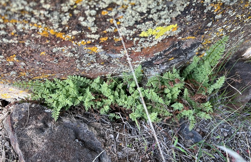 Oregon Cliff Fern photo 2