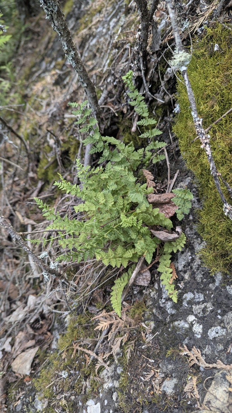 Woodsia oregana subsp. cathcartiana