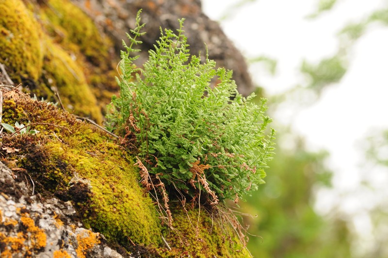 Woodsia oregana subsp. cathcartiana photo 2