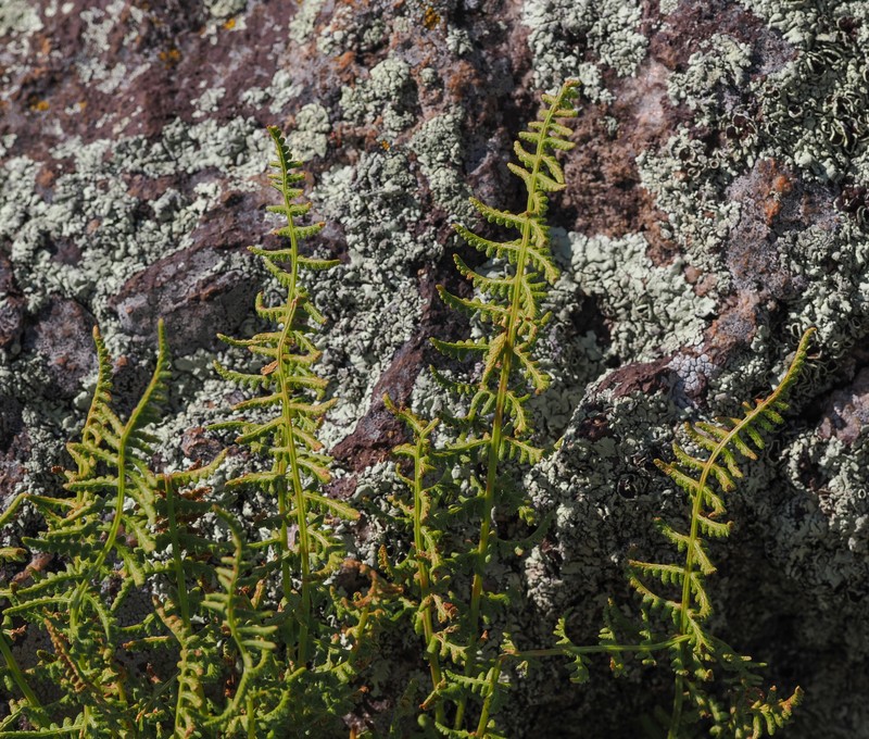Woodsia oregana subsp. cathcartiana photo 3
