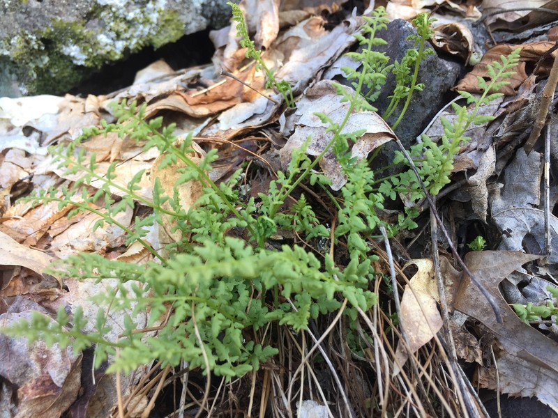 Woodsia oregana subsp. cathcartiana photo 4