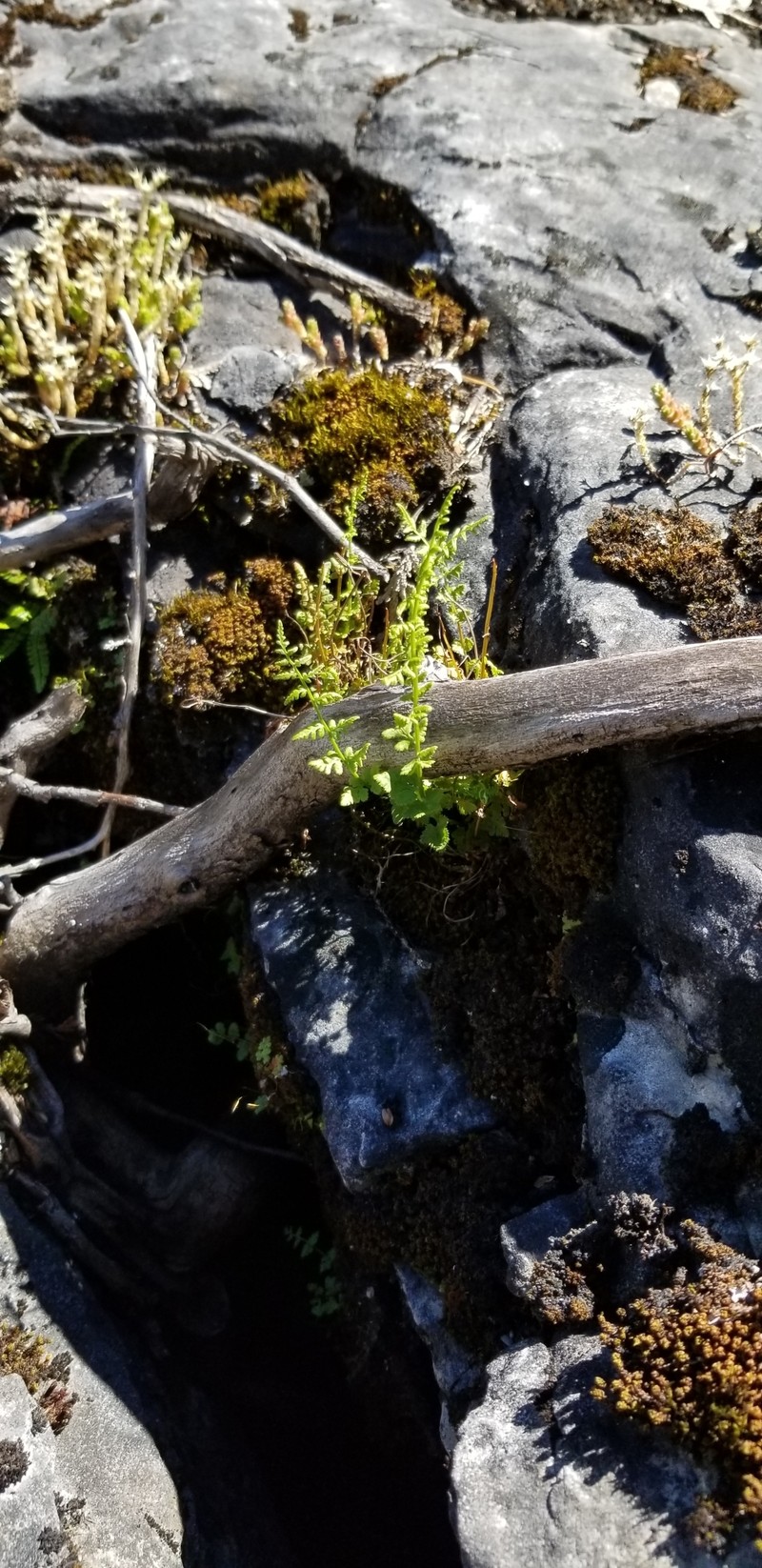Woodsia oregana subsp. cathcartiana photo 5