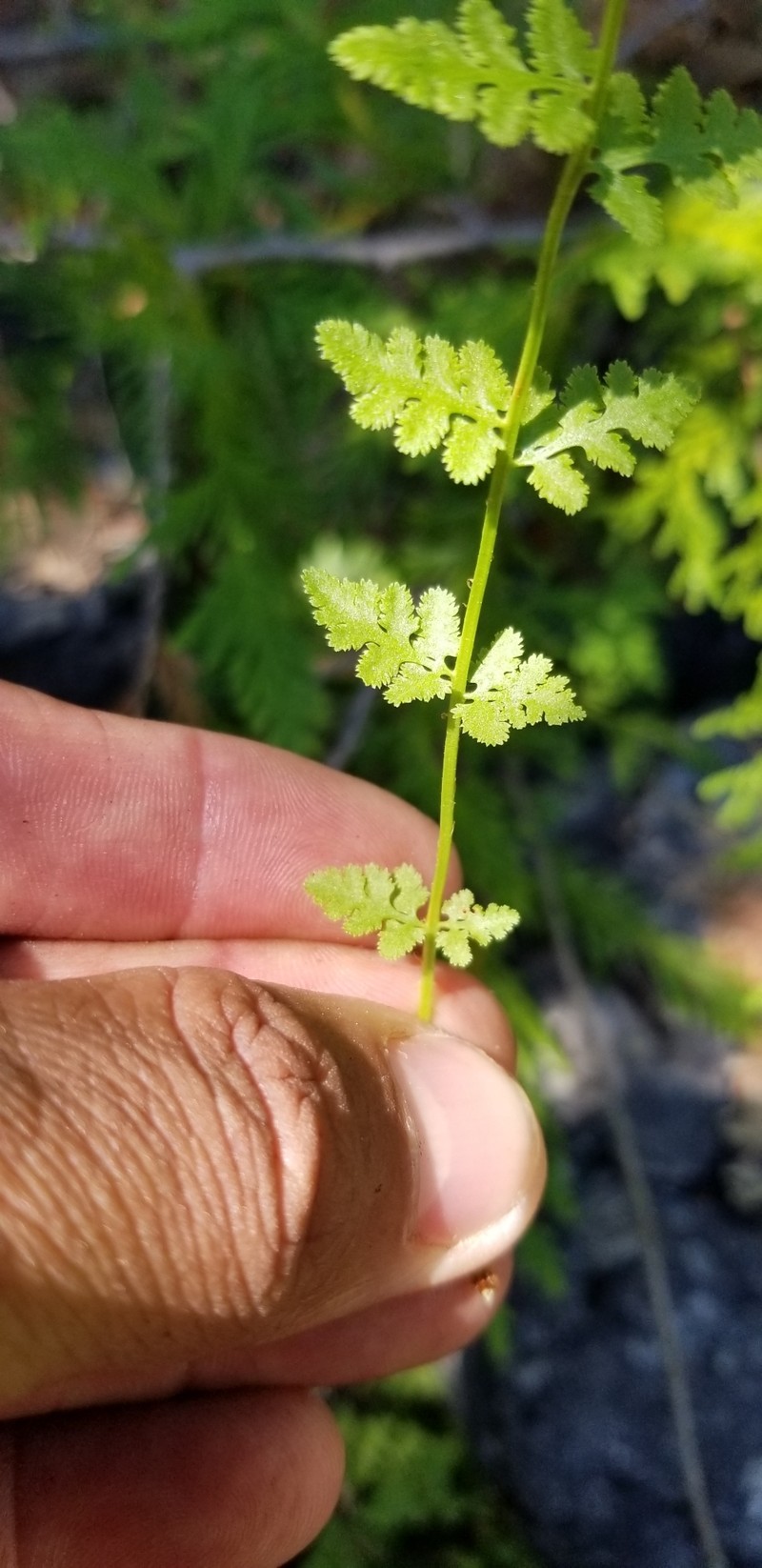 Woodsia oregana subsp. cathcartiana photo 6