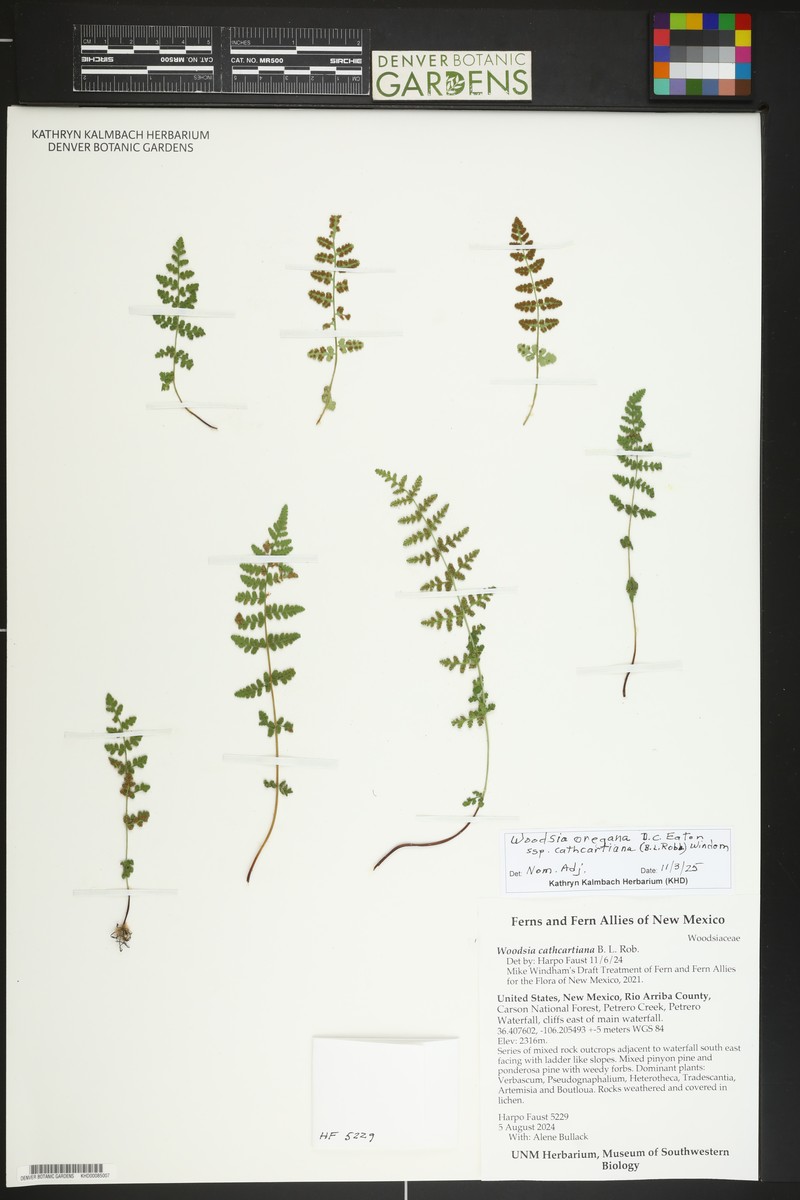 Woodsia oregana subsp. cathcartiana photo 7
