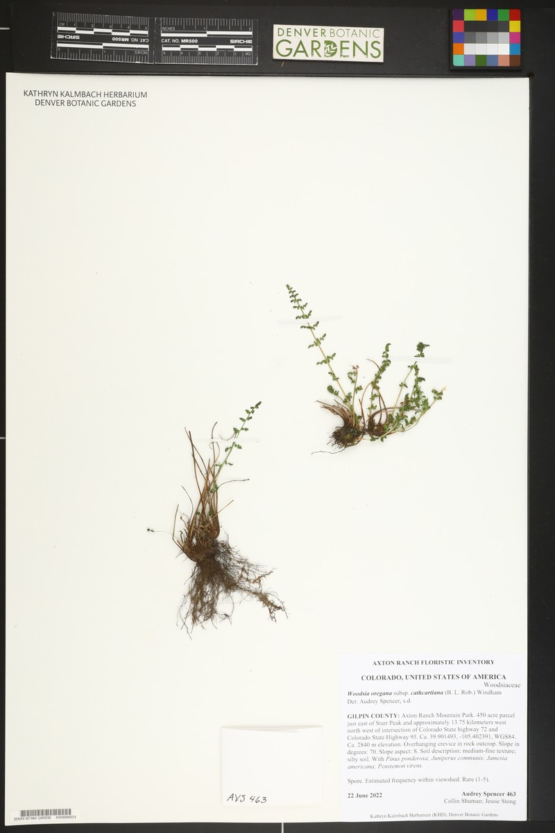 Woodsia oregana subsp. cathcartiana photo 8
