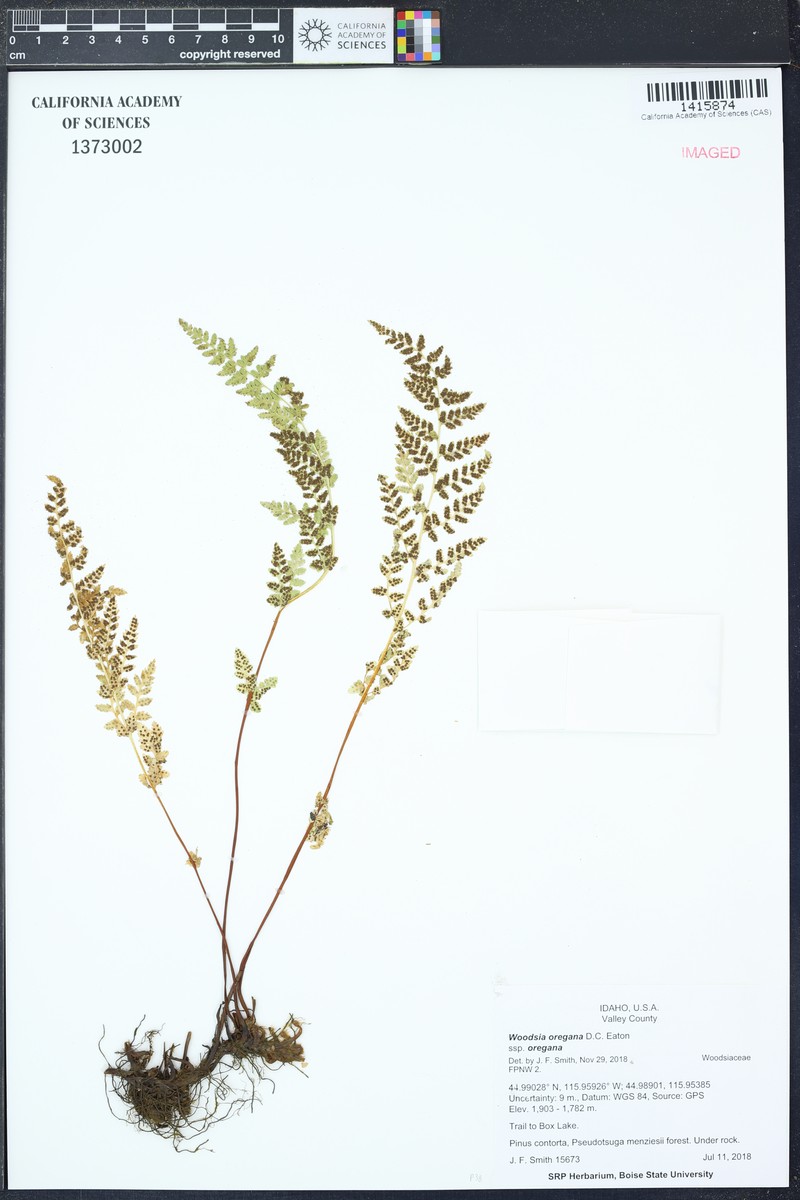Woodsia oregana subsp. oregana