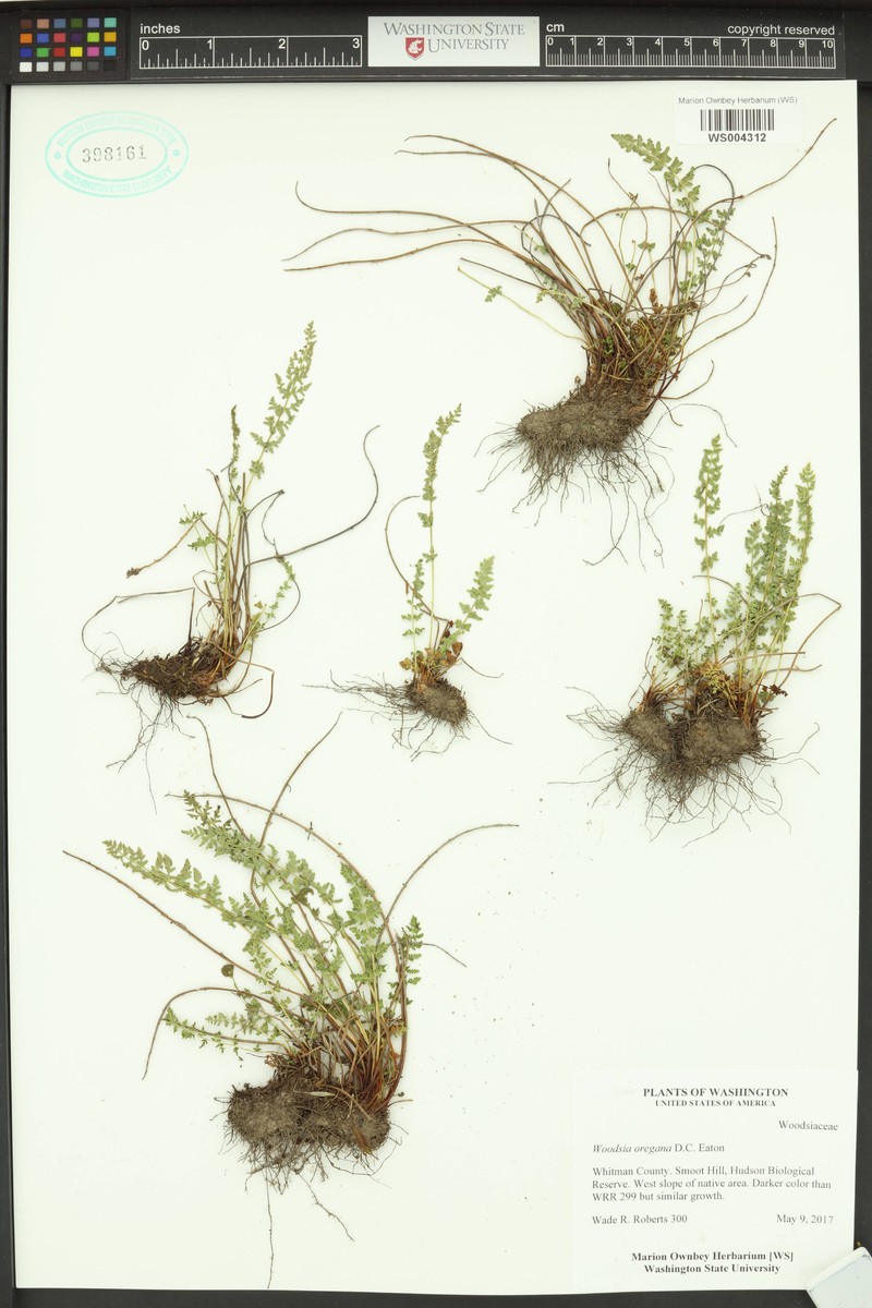 Woodsia oregana subsp. oregana photo 2