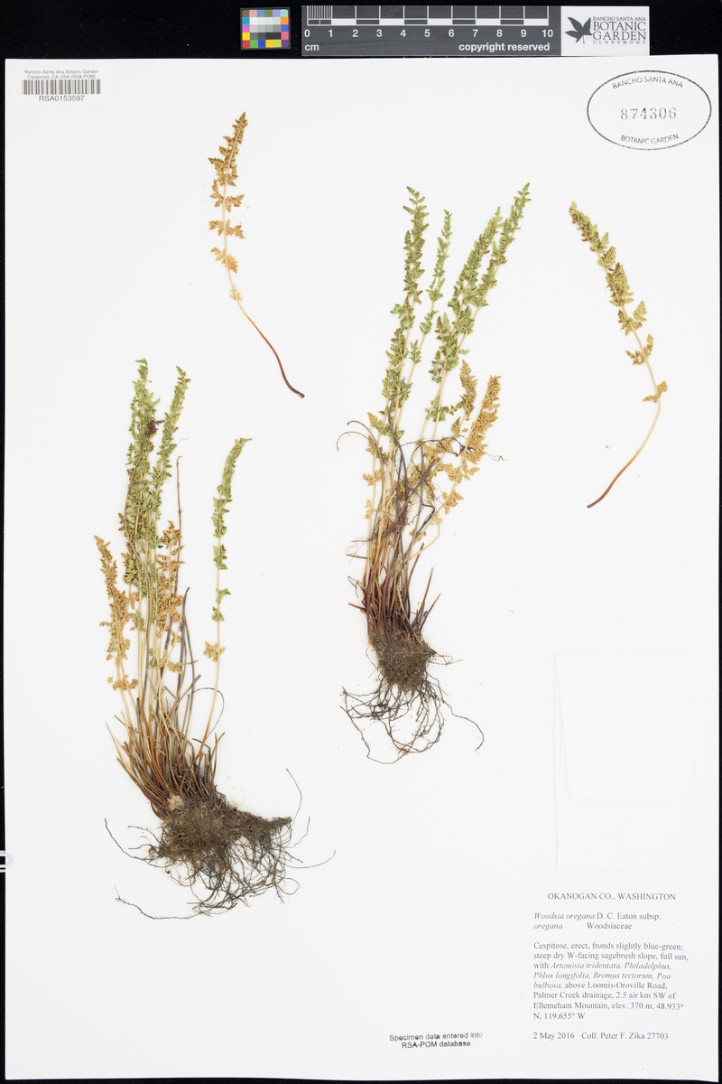 Woodsia oregana subsp. oregana photo 3