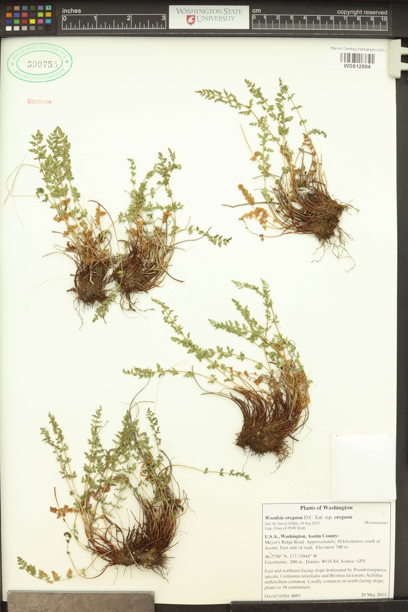 Woodsia oregana subsp. oregana photo 4