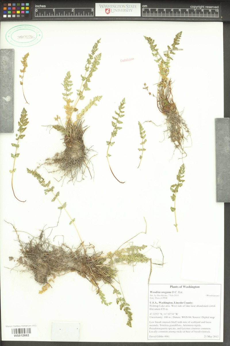 Woodsia oregana subsp. oregana photo 5