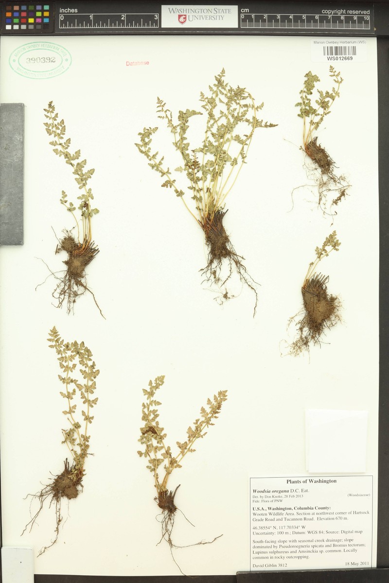 Woodsia oregana subsp. oregana photo 6