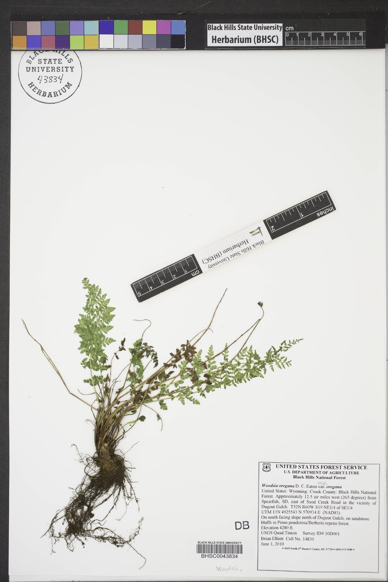 Woodsia oregana subsp. oregana photo 7