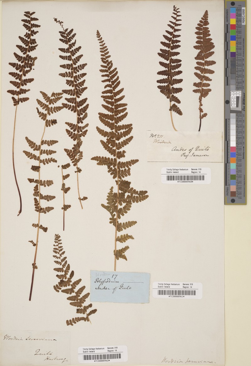 Woodsia peruviana photo 2