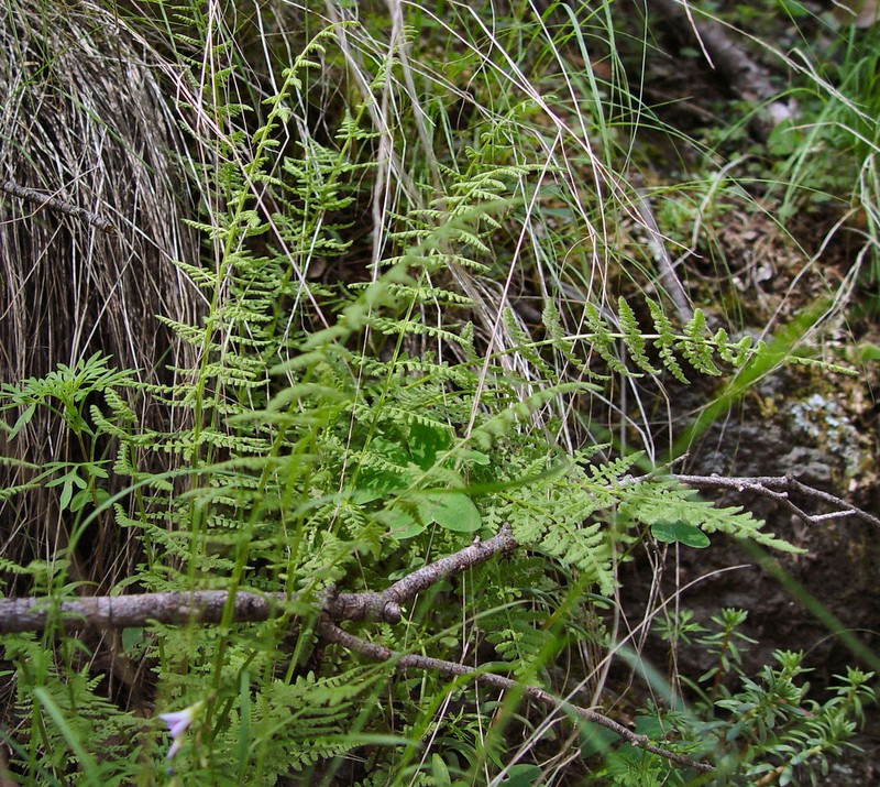 Phillips' Cliff Fern