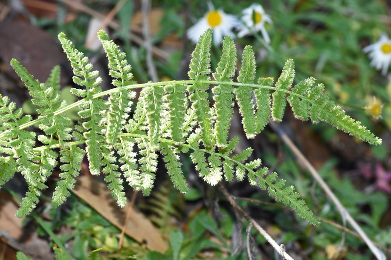 Phillips' Cliff Fern photo 2