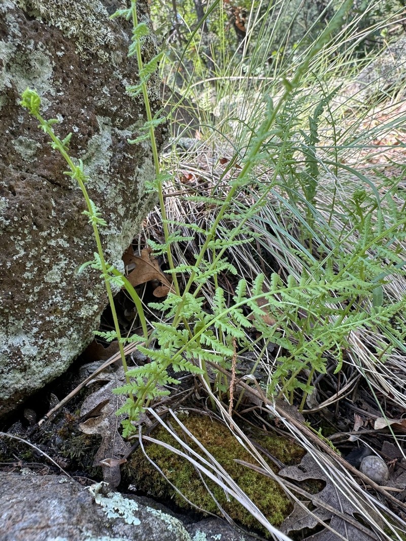 Phillips' Cliff Fern photo 3