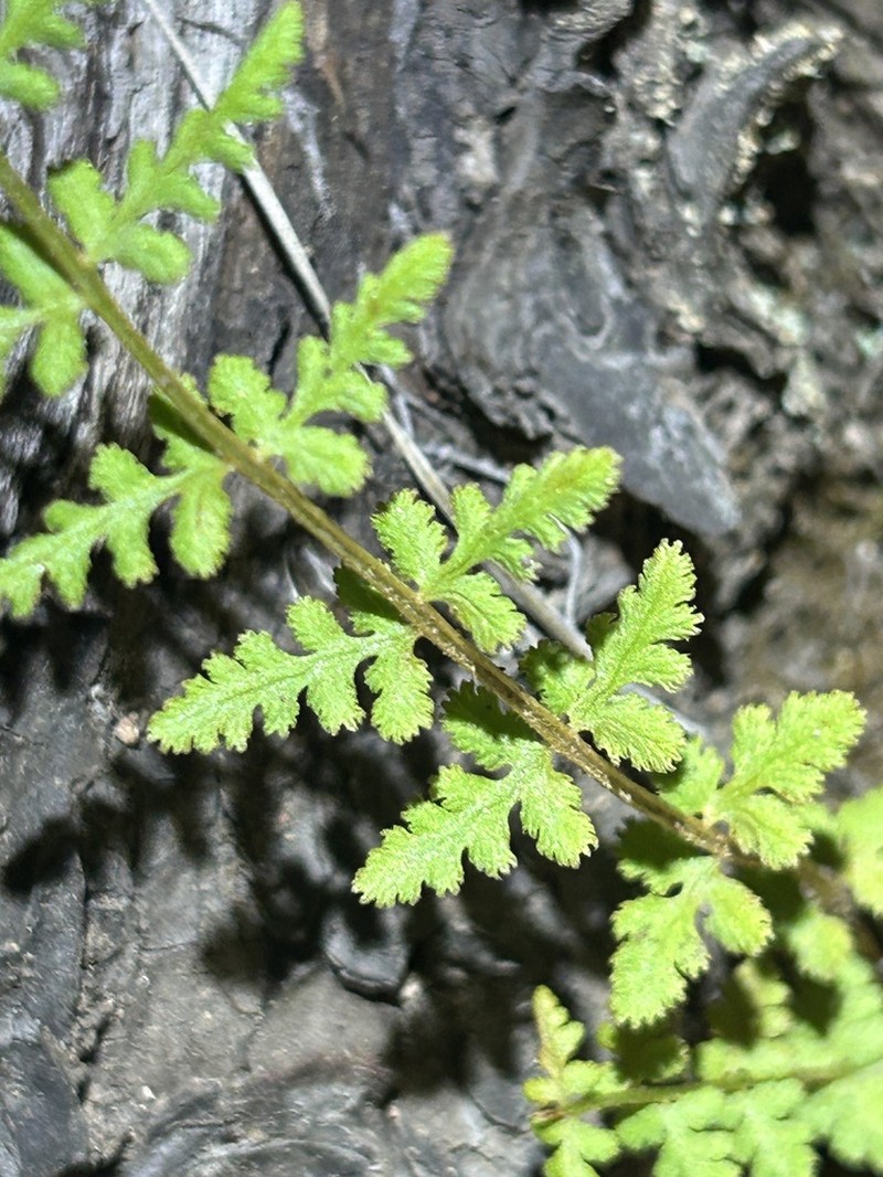 Phillips' Cliff Fern photo 6