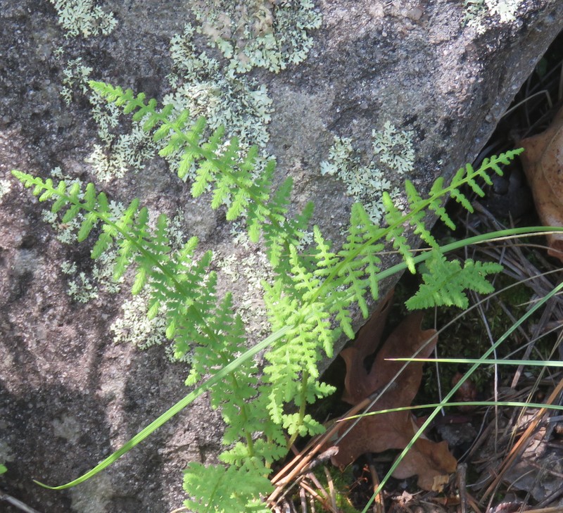Phillips' Cliff Fern photo 7