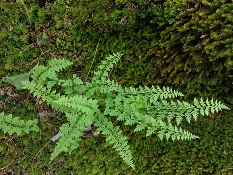 Woodsia pinnatifida photo 2