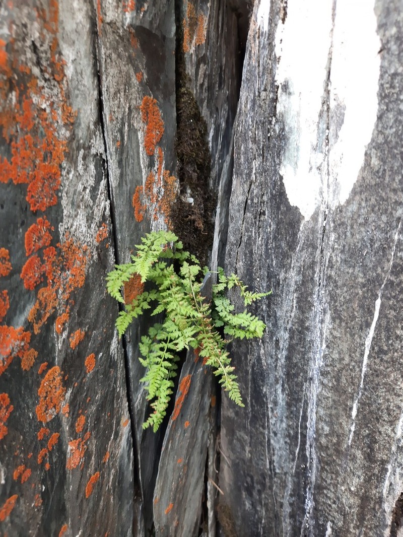 Woodsia pinnatifida photo 3