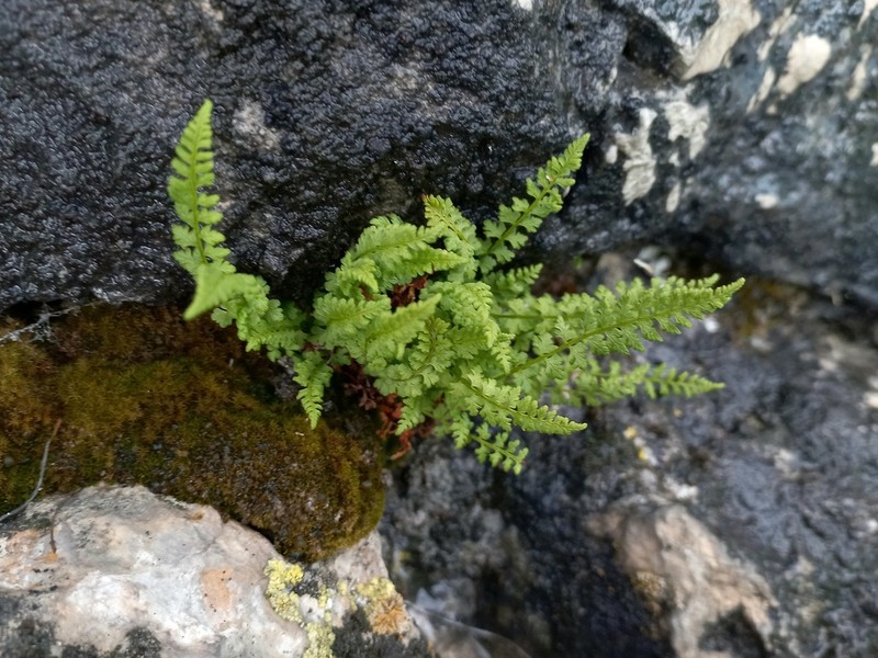 Woodsia pinnatifida photo 4