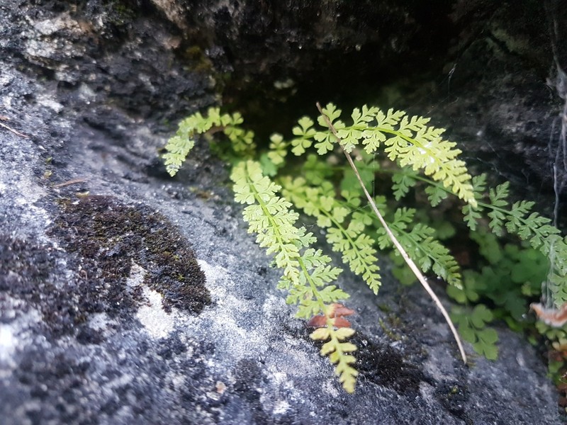 Woodsia pinnatifida photo 5