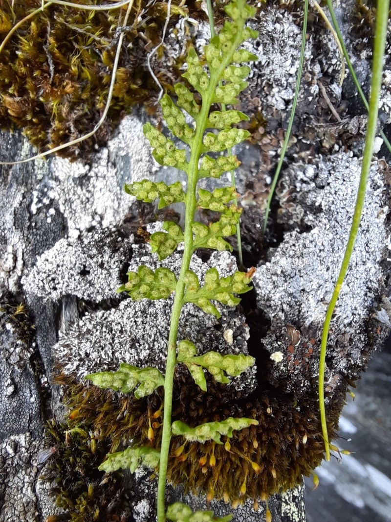 Woodsia pinnatifida photo 6