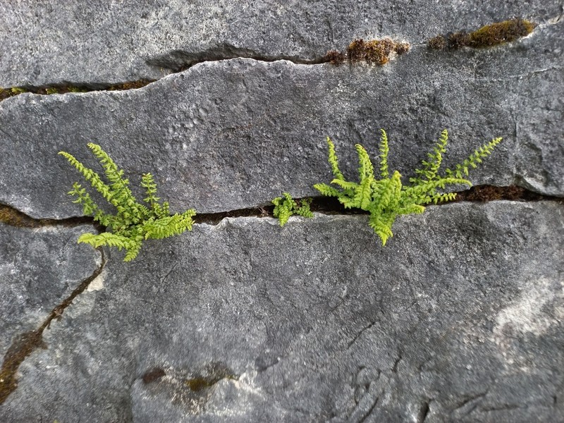 Woodsia pinnatifida photo 7