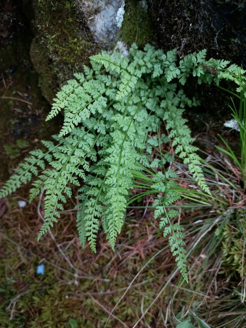 Woodsia pinnatifida photo 8