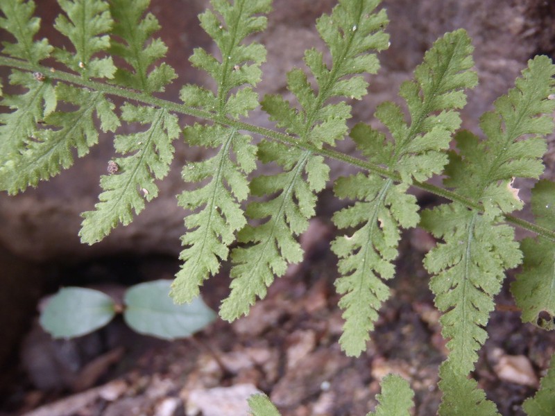Plummer's Cliff Fern photo 2