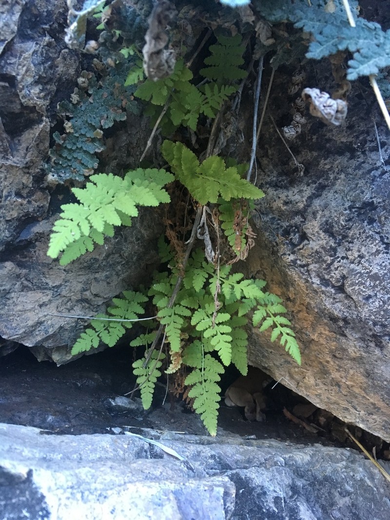 Plummer's Cliff Fern photo 3