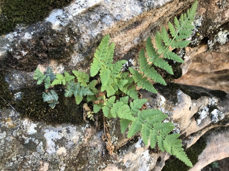 Plummer's Cliff Fern photo 4