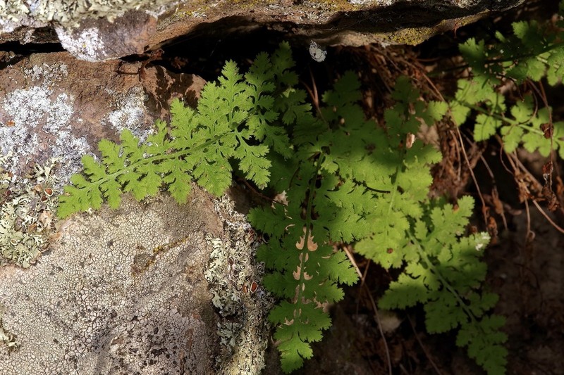 Plummer's Cliff Fern photo 5