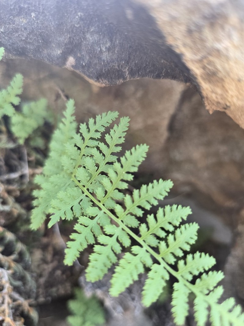 Plummer's Cliff Fern photo 6