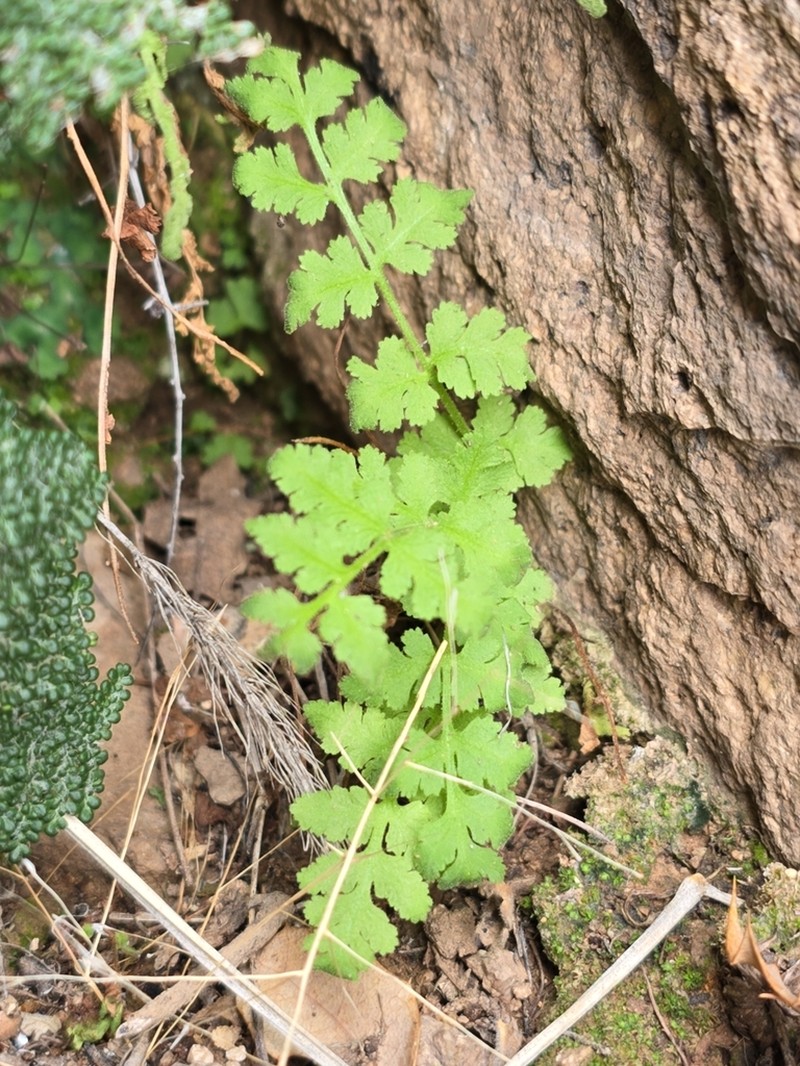 Plummer's Cliff Fern photo 7