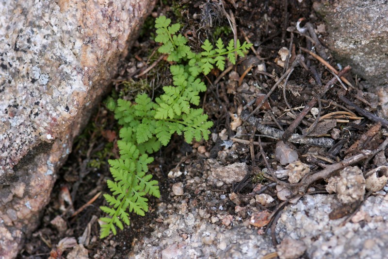 Plummer's Cliff Fern