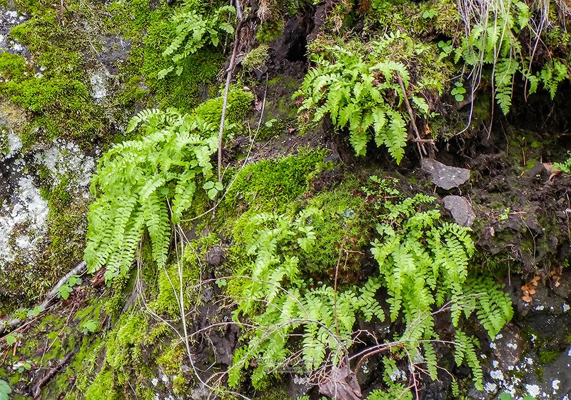 Woodsia polystichoides