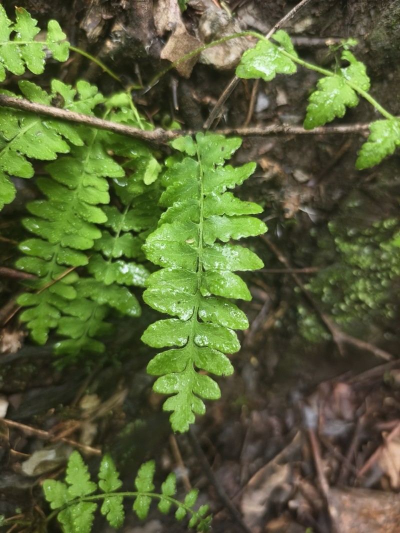 Woodsia polystichoides photo 2