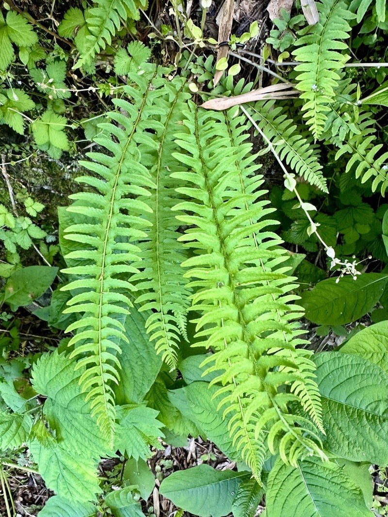 Woodsia polystichoides photo 3