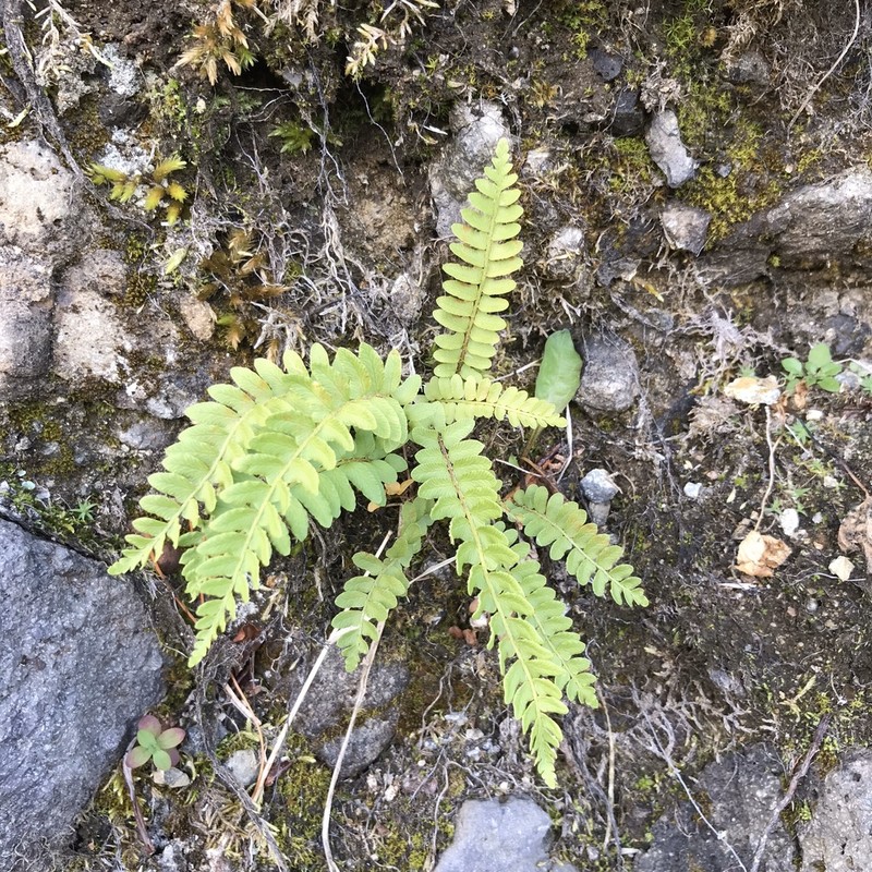 Woodsia polystichoides photo 4