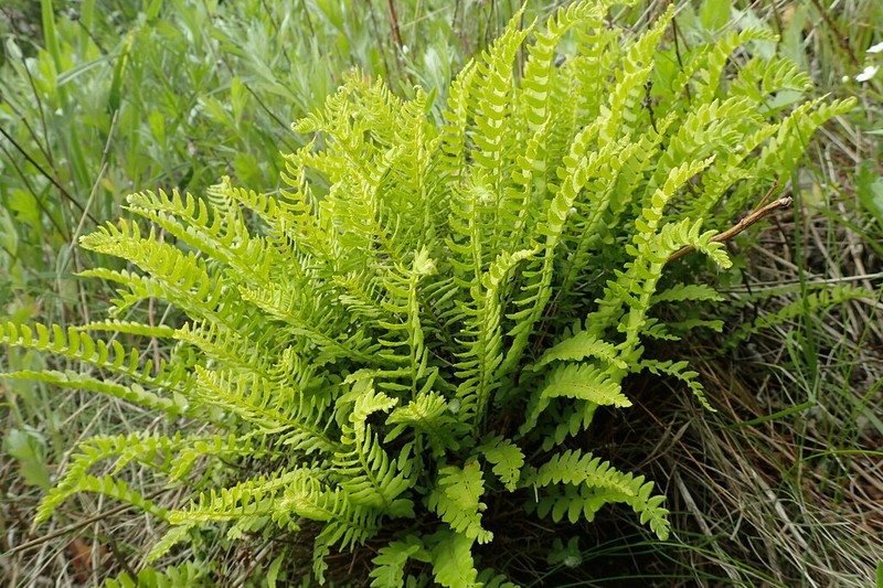 Woodsia polystichoides photo 5