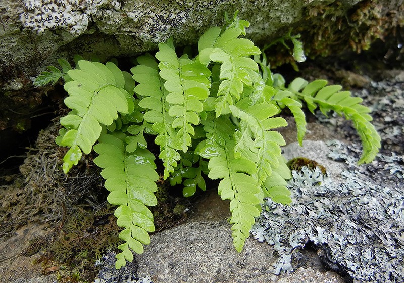 Woodsia polystichoides photo 6
