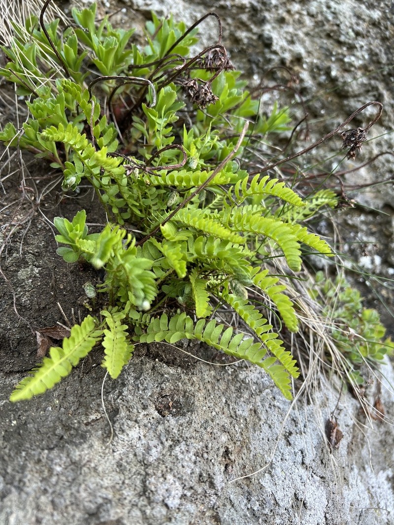 Woodsia polystichoides photo 7