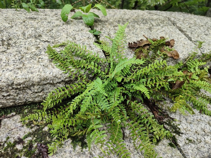 Woodsia polystichoides photo 8