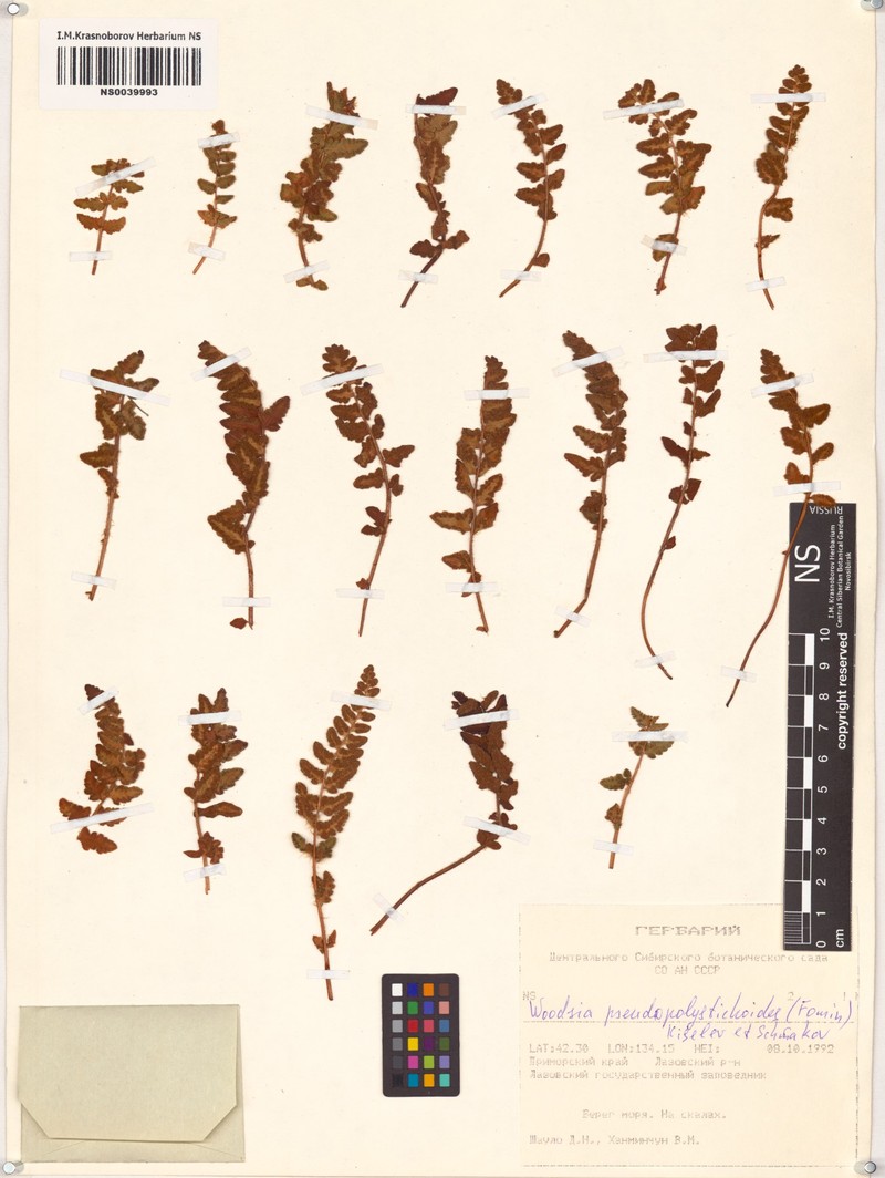 Woodsia pseudopolystichoides