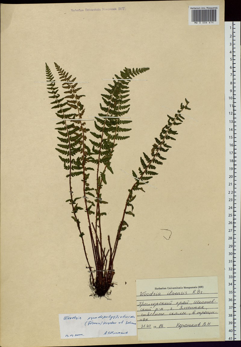 Woodsia pseudopolystichoides photo 2